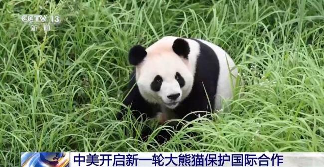 中美开启新一轮大熊猫保护国际合作 深化多领域交流合作
