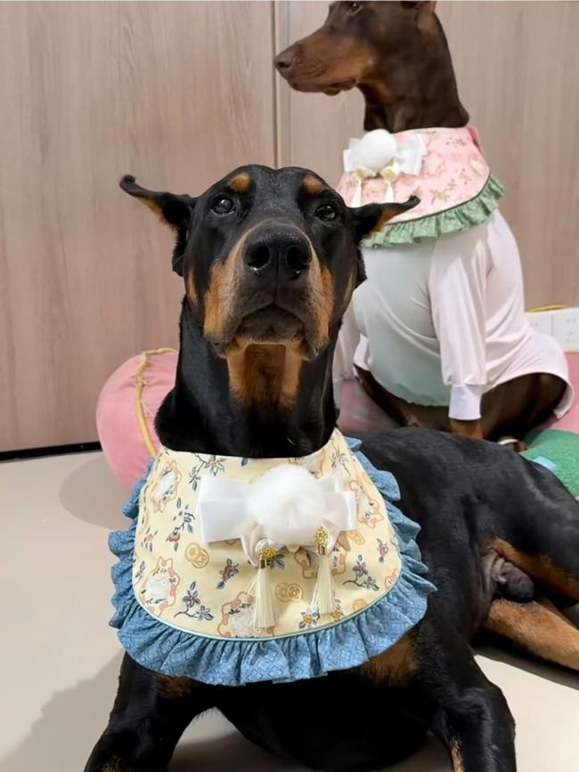 小狗麦麦死一火 网红杜宾犬离世激发网友怀念