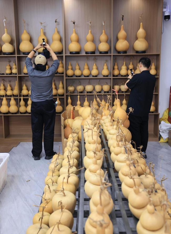 山东聊城堂邑镇：小葫芦大产业