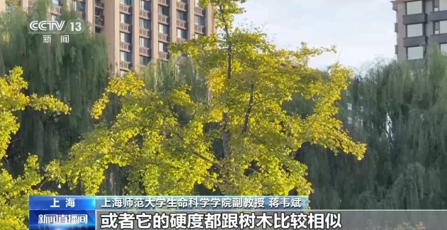 小心被虫啃出小圆洞 经常户外停车的要注意这类树