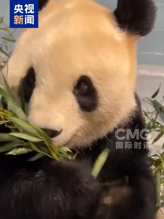 大熊猫“福双”抵美后开启吃播首秀