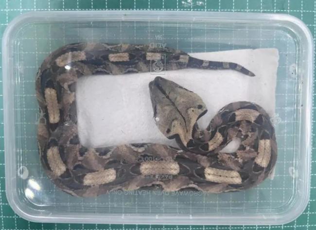 男子带13条活蛇4条蜥蜴进境被查 剧毒蛇惊现海关