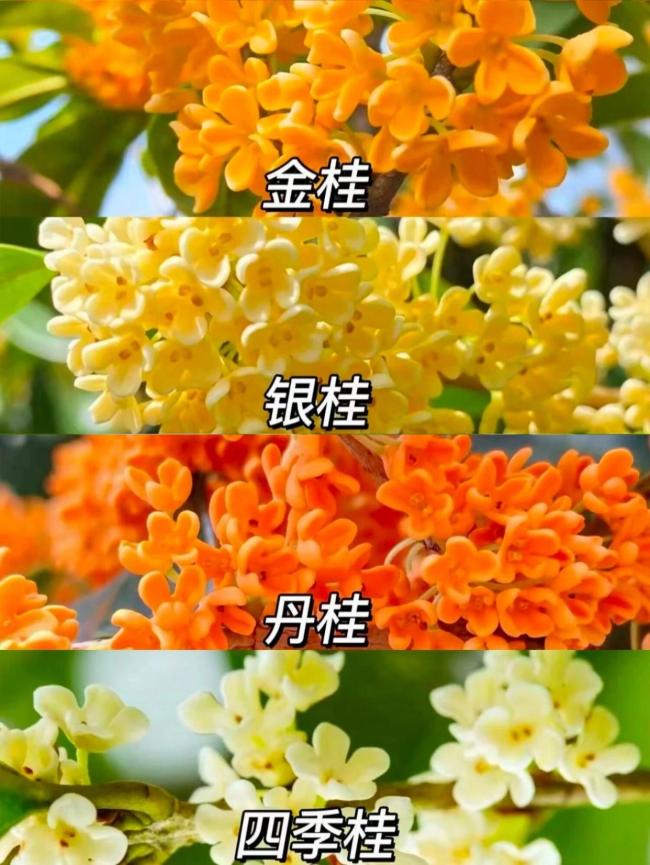 浙江的赏桂线路天花板 三条经典路线推荐