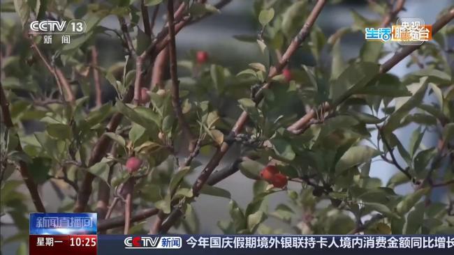 路边的海棠果能吃吗 景观果实勿采摘食用