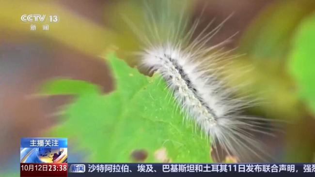 北京派出11亿头“虫虫特工队” 治理美国白蛾