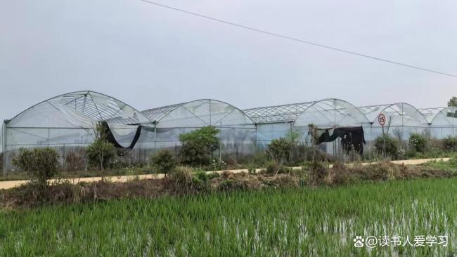 千亩耕地竟遭撂荒 荒废多年仍领补贴 虚假项目套取补贴