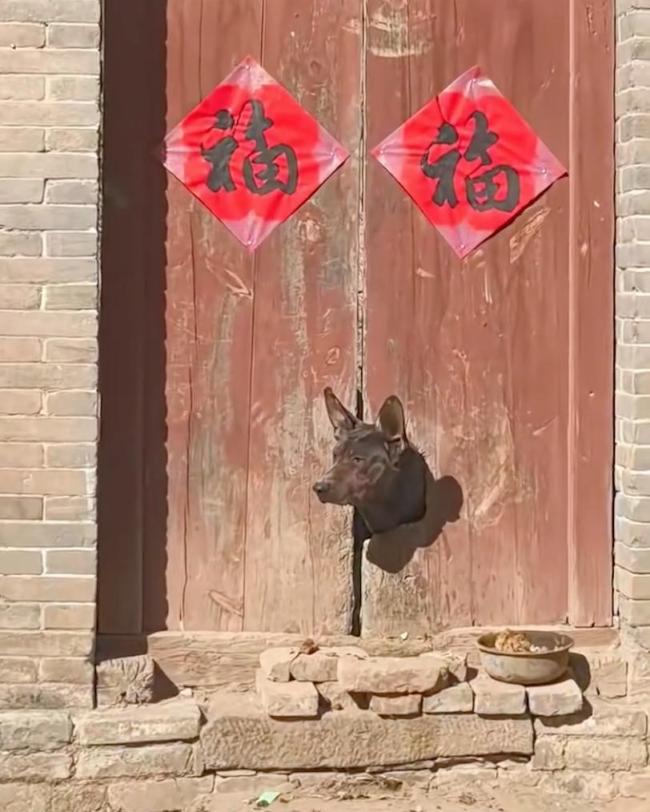 佛光寺小狗门上刨洞被做成文创爆火 盼一个属于自己的出头之日