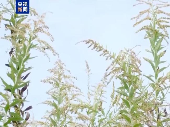 看到这朵“黄花”别上手 警惕生态杀手