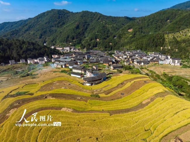 福建龙岩：土楼秋日
