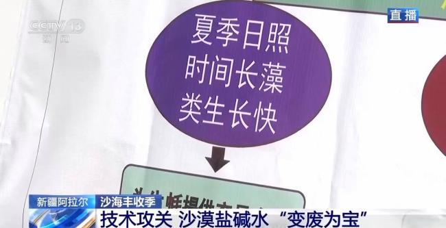 沙漠海鲜又上新了 生蚝丰收喜迎季