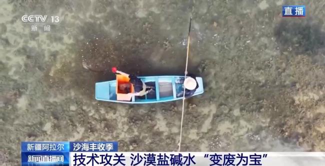 沙漠海鲜又上新了 生蚝丰收喜迎季