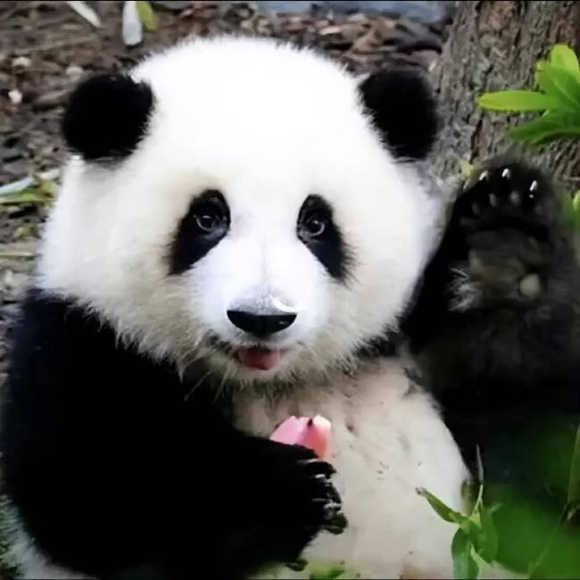 花花的妈妈是哪个？叫什么名字 花花的妈妈在哪个动物园的？