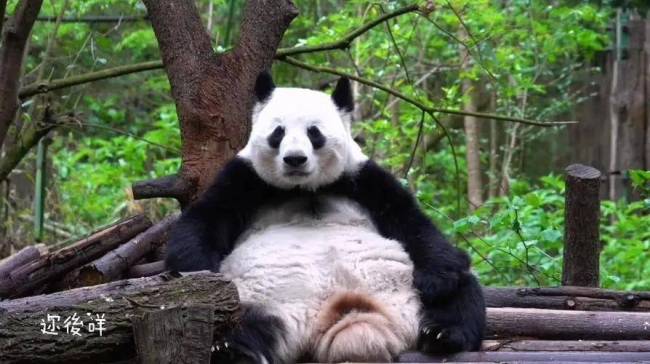 花花的妈妈是哪个？叫什么名字 花花的妈妈在哪个动物园的？