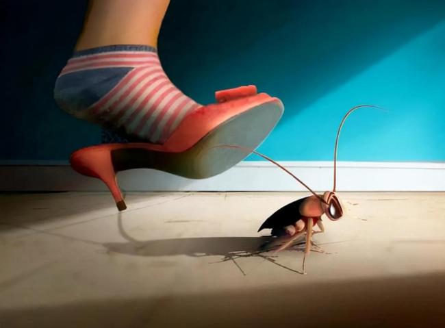 直接踩死蟑螂会加剧家中蟑螂问题吗 原来蟑螂真的什么都吃