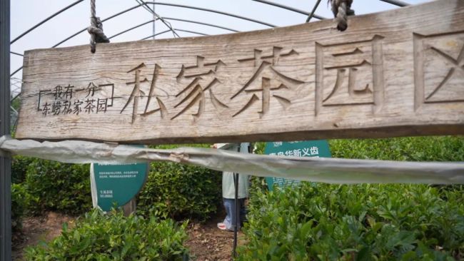 走进青岛城阳区东崂茶叶生态园，于采茶品茶中感受国学魅力