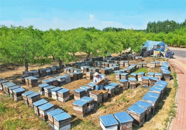 德州乐陵市30万亩枣花盛开，引来19省“蜂客”