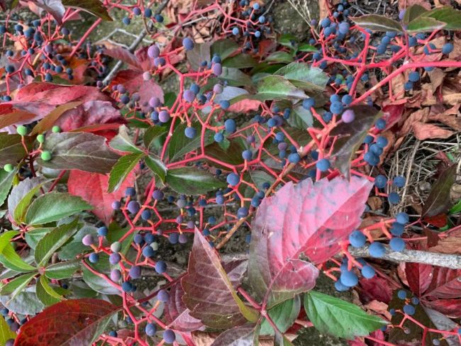 陈灵均画意诗情笔尖流溪光山色醉眼眸