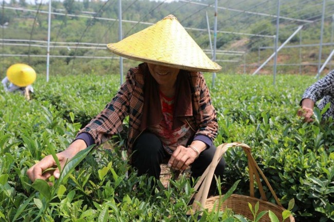 从“一片叶”到“一条链”——探寻“莱芜老干烘”茶园生产基地的百年茶香