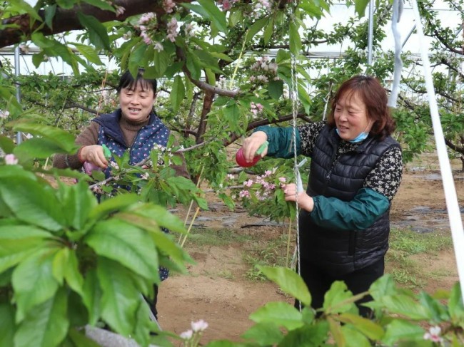 烟台莱山区：“企业联村”聚合力，“双向奔富”促振兴