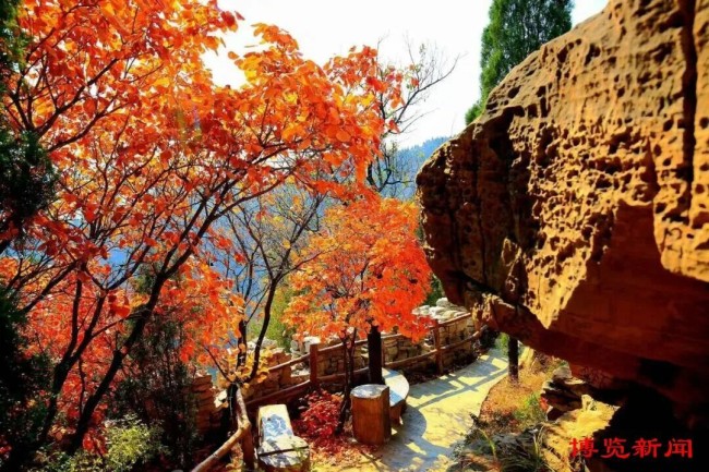 红叶为笔、山水为卷,淄博这些景区藏着浓墨重彩的秋天