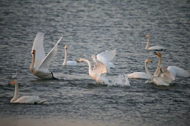 来威海荣成越冬的大天鹅总数已达1546只！