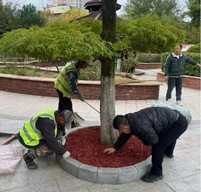 描白裙以御寒冬，梳绿妆而透美景——烟台莱山街头正悄然“焕新”