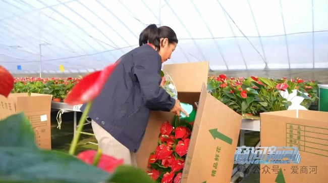 一朵花的“共富账本”