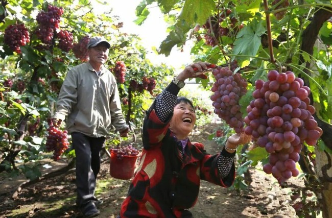 区市委书记访谈|刘瑛:全面融入“中国康湾”建设进程