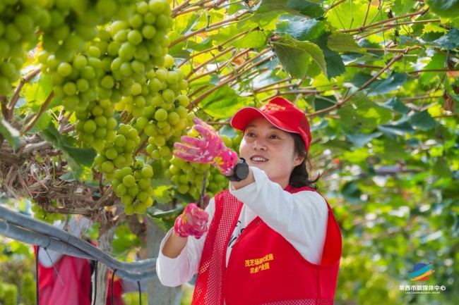 水集街道“四大路径”奏响城乡共富音
