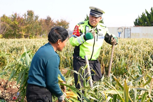 潍坊昌邑：与姜农“肩并肩”，为生姜收获系上“安全带”