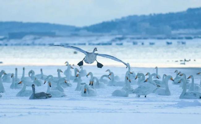 冬日威海荣成成鸟类天堂！大天鹅与海鸥齐飞，五大打卡点解锁观鸟摄影盛宴
