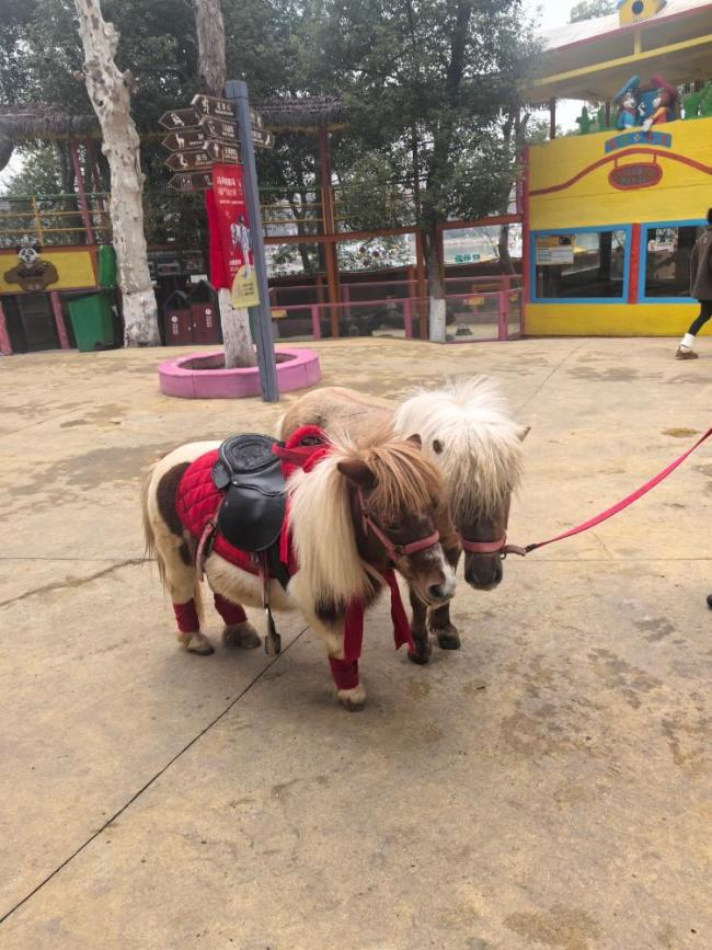 1元起拍！京东拍卖带火“现实版小马宝莉”，商家称矮脚马销量同比暴涨7成