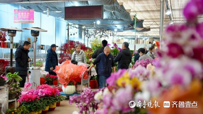 从25元蝴蝶兰到千元花艺,青岛年味藏在花香里