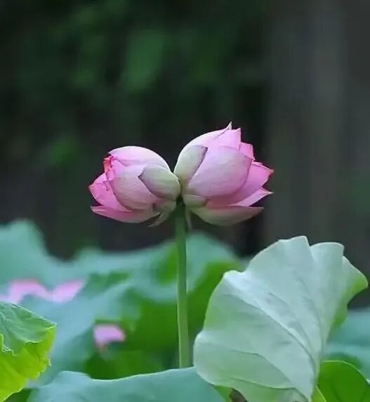 她很忙——中国艺术研究院国画院女画家和她的多胞胎孩子