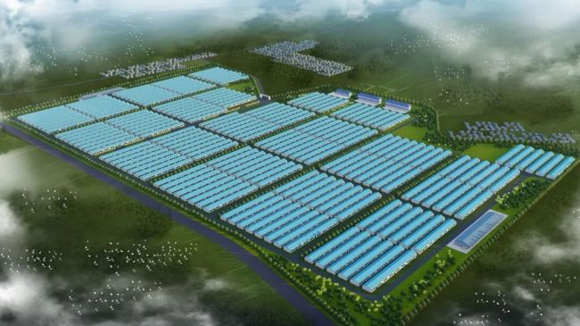 朗德鹅、蝴蝶兰、绿色渔业……山东工行金融赋能设施农业助农增收