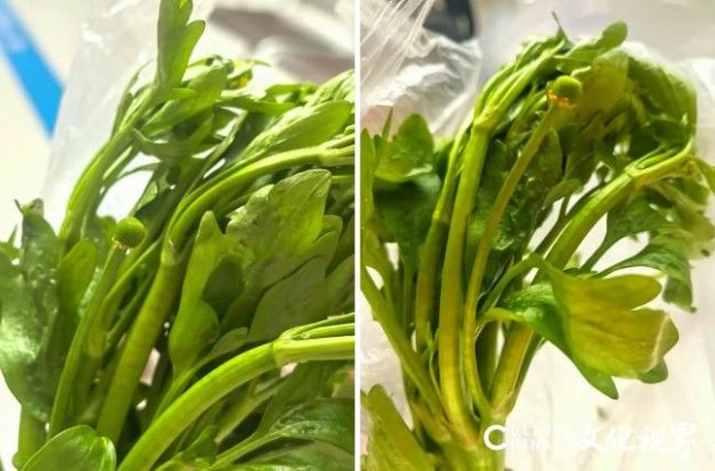 杭州女子误食“野芹菜”中毒——医生提醒，还有这些易混淆野菜需警惕