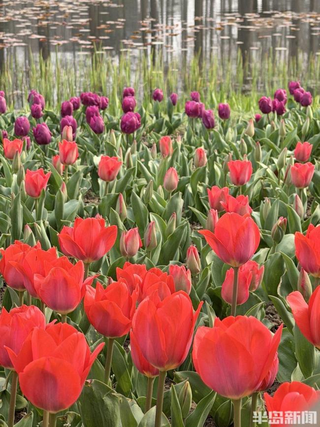 “郁”见花海!数万枝郁金香含苞初绽,青岛这处打卡胜地不容错过