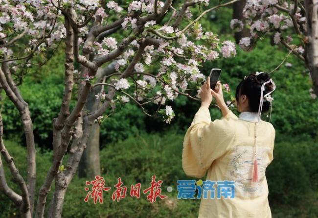 满城繁花入画来,2026济南花朝荟解锁春日浪漫新体验