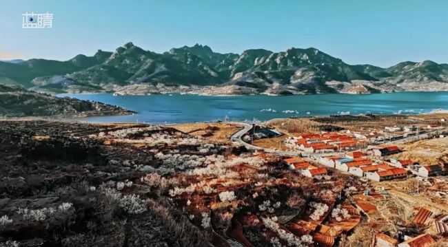 春深山海间,香溢整座城!在春日里的青岛,把自己交给一朵花