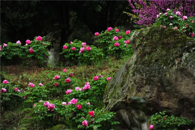 201904丹景山牡丹-李兰英 (2).JPG