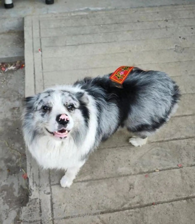 网红犬遭人拐走以180元转卖宰杀，主人悬赏五千元寻线索，涉事人员拒不配合调查