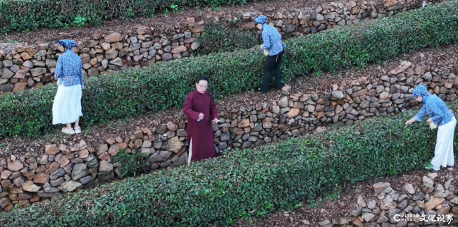 蒙山不语 茶香有声｜阴军山东快书《蒙山留韵・龙雾茶香》演绎沂蒙茶乡故事