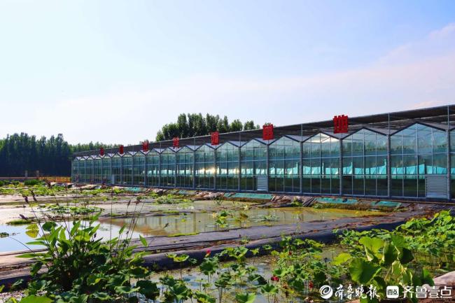 济南章丘区：一朵荷花串起“三生”共融，让古道散发共富新芳