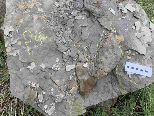 陕西延安安塞发现中国最古老的龟类足迹，距今约1.6亿年