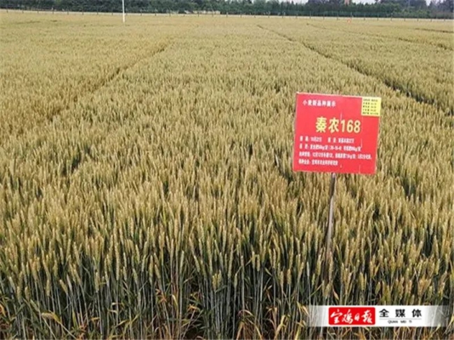 宝鸡市农科院秦农168小麦品种通过国审