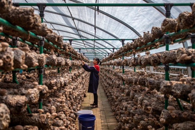 在希望的田野上｜香菇产业如何“养活”一个镇