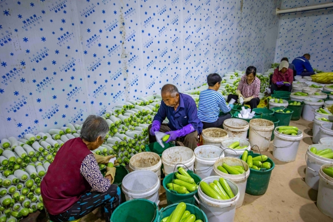 在希望的田野上丨麟游县西坊村：“智能联动菜园子”带动群众增产增收