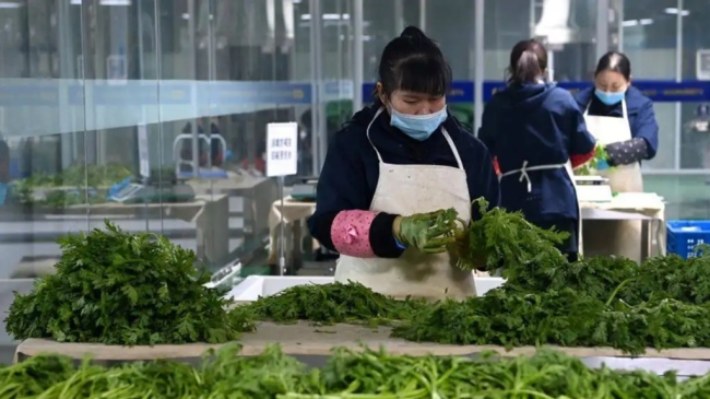 陕西省加快推进现代蔬菜产业高质量发展 到2025年全省蔬菜实现产值780亿元