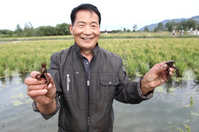 “秦”劳富“渔”看西安 | 高新区北大村打造渔稻混养特色示范区，带动农民增收致富