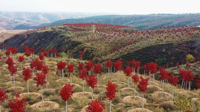 非凡十年 | 陕西神木：厚植生态底色 守护绿水青山